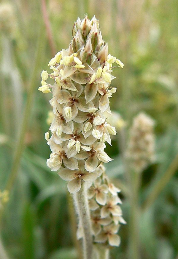 Plantago Ovata, o Psyllium (psilio, ispágula, Ispaghul)