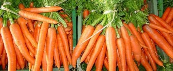 Zanahoria – Infinitas propiedades positivas