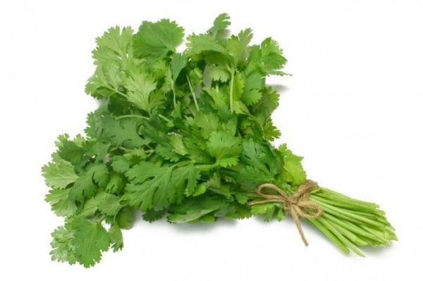 Cilantro – ¿Es lo mismo que el culantro?