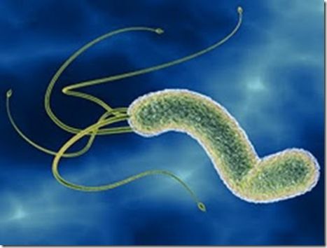 Helicobacter pylori – La bacteria que abunda