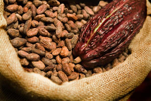 El chocolate – Proceso del cacao