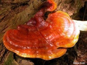 Ganoderma