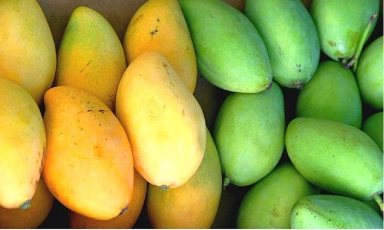 Mango africano – Terapia contra el sobrepeso
