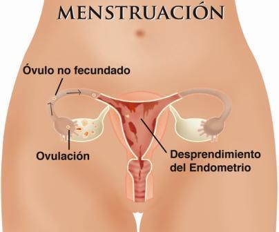 Resultado de imagen para ciclo menstrual