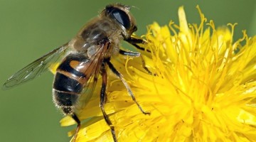 Veneno de abeja o bee venom