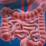 Limpieza de colon. Parte del intestino