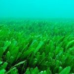 Algas. alga afa aphanizomenon