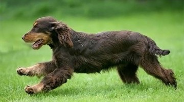 Las mascotas. Un tipo de animal de compañía parte de la familia