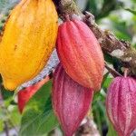 cacao amazónico