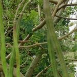 Moringa oleífera (Moringaceae)