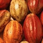 Cacao Criollo