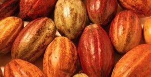 Cacao Criollo