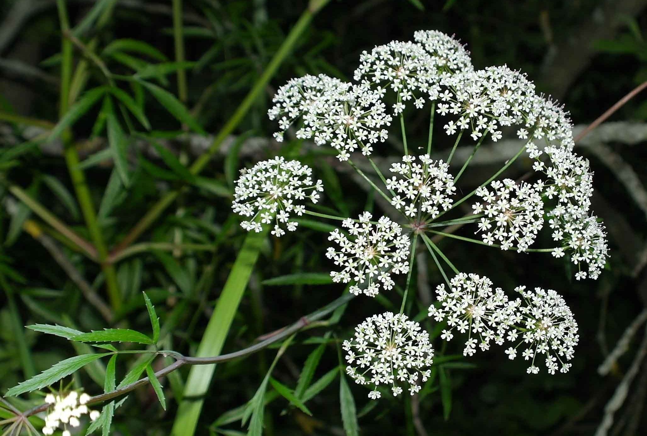 Plantas venenosas Las más peligrosas del mundo