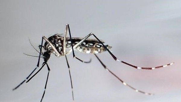 Zika – Enfermedad transmitida por un mosquito