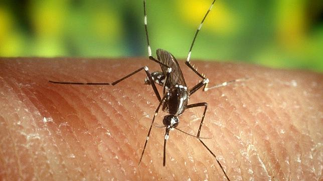 Los mosquitos pican más a unas personas que a otras ¿Por qué sucede eso?