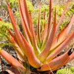 aloe macroclada de madagascar