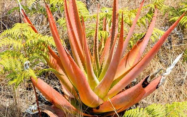 El Aloe Macroclada de Madagascar – La sorprendente planta curativa