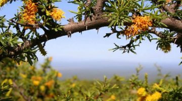 Aceite de espino amarillo o espino cerval de mar