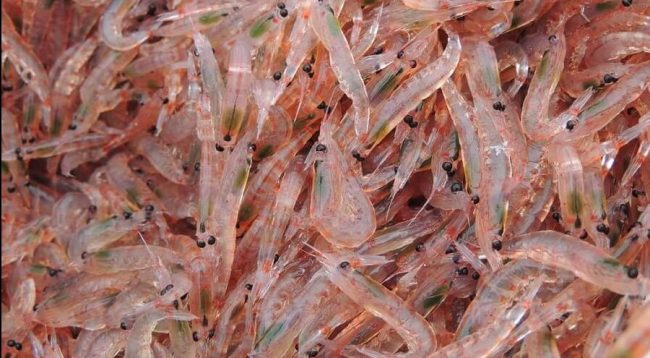 Aceite de krill – Un beneficioso aliado para mantener la salud y la juventud