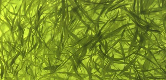 El alga verdiazul AFA como sorprendente alimento funcional