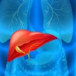 Hígado, Vesícula biliar y conductos biliares